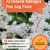 Астильба Арендса Рок энд Ролл фото 4 