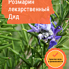 Розмарин лекарственный Дид фото 1 