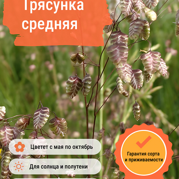 Трясунка средняя фото 2 